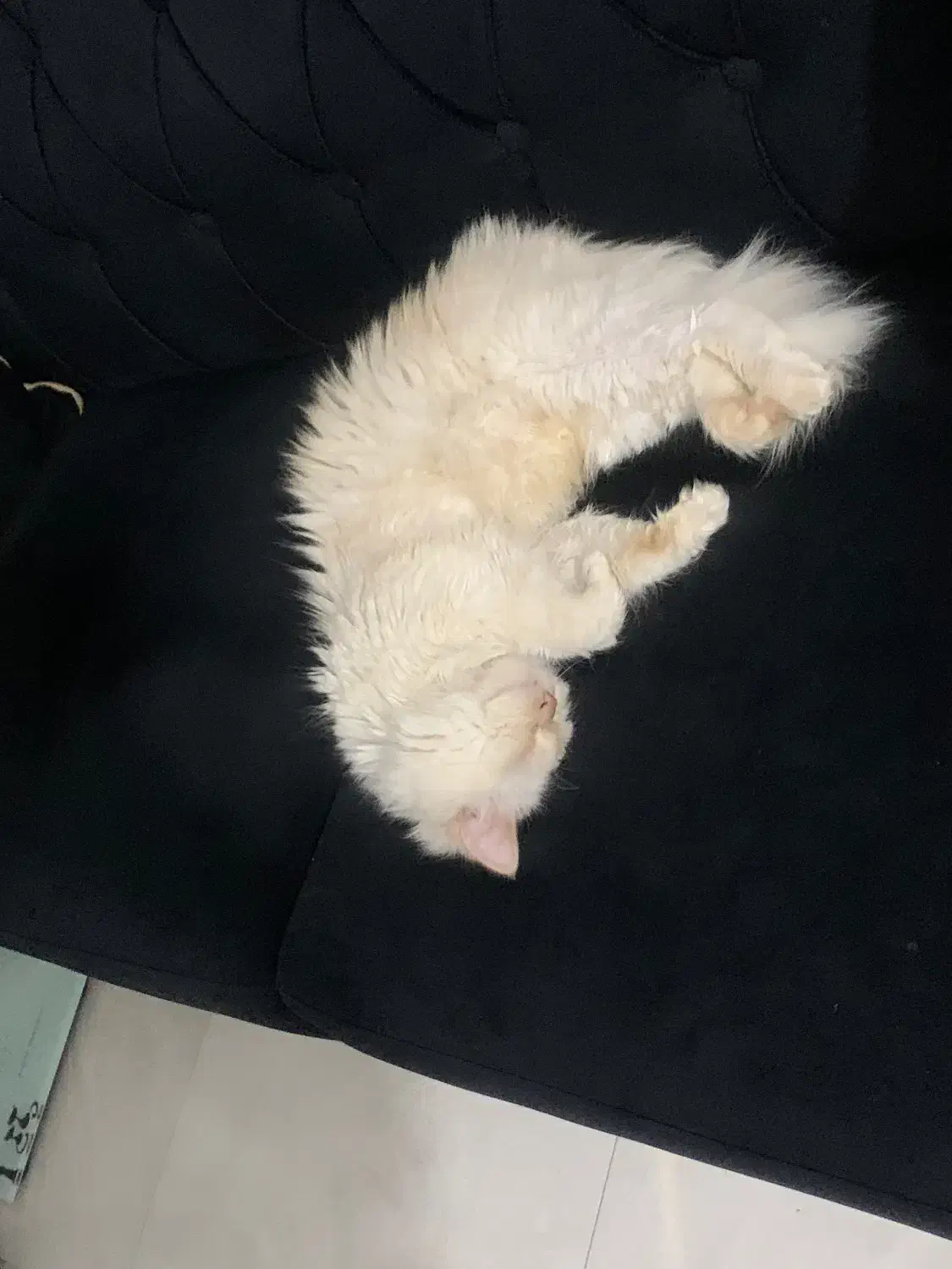 گربه پرشین ۳۵۰۰|گربه|ساری, |دیوار