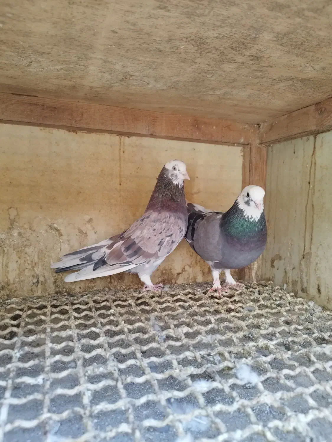 کفتر کبوتر|پرنده|مشکین‌دشت, |دیوار
