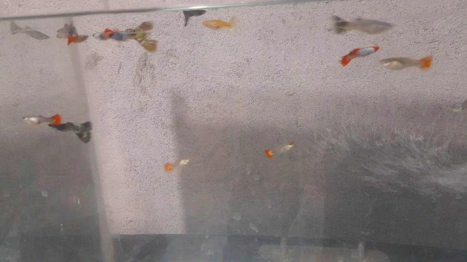 ماهی فروشی|ماهی|میناب, |دیوار