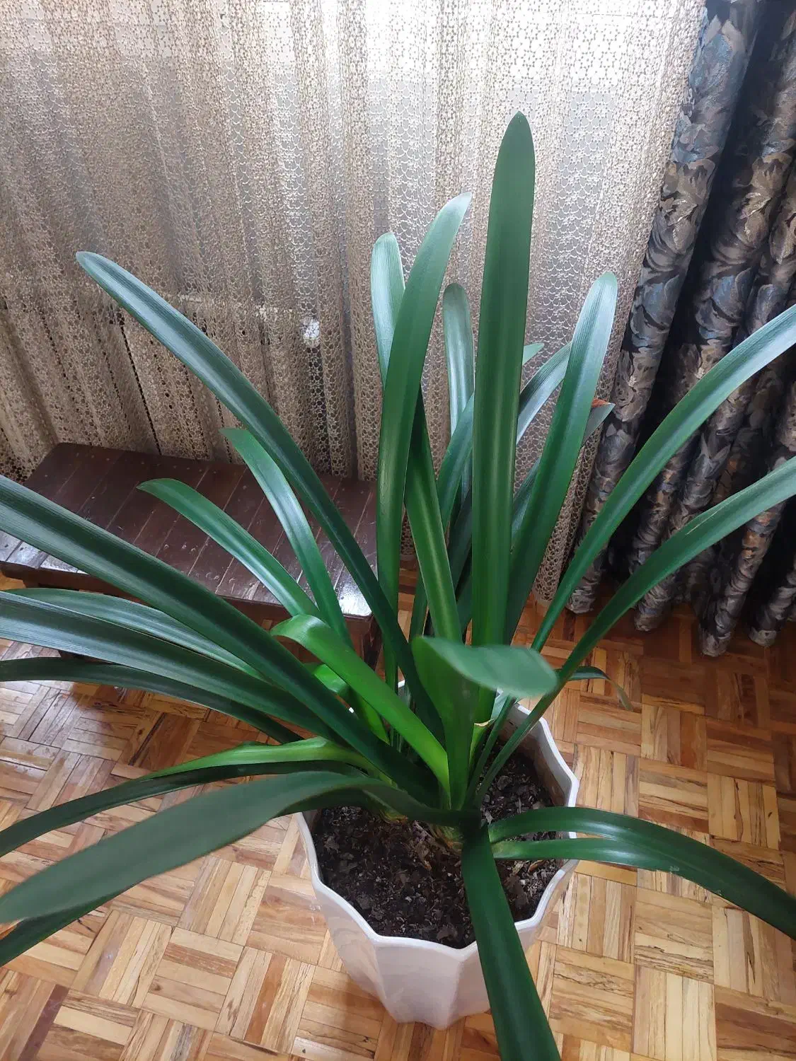 بیش لز ۳۵ متر پارکت چوب|مصالح و تجهیزات ساختمان|تهران, یوسفآباد|دیوار