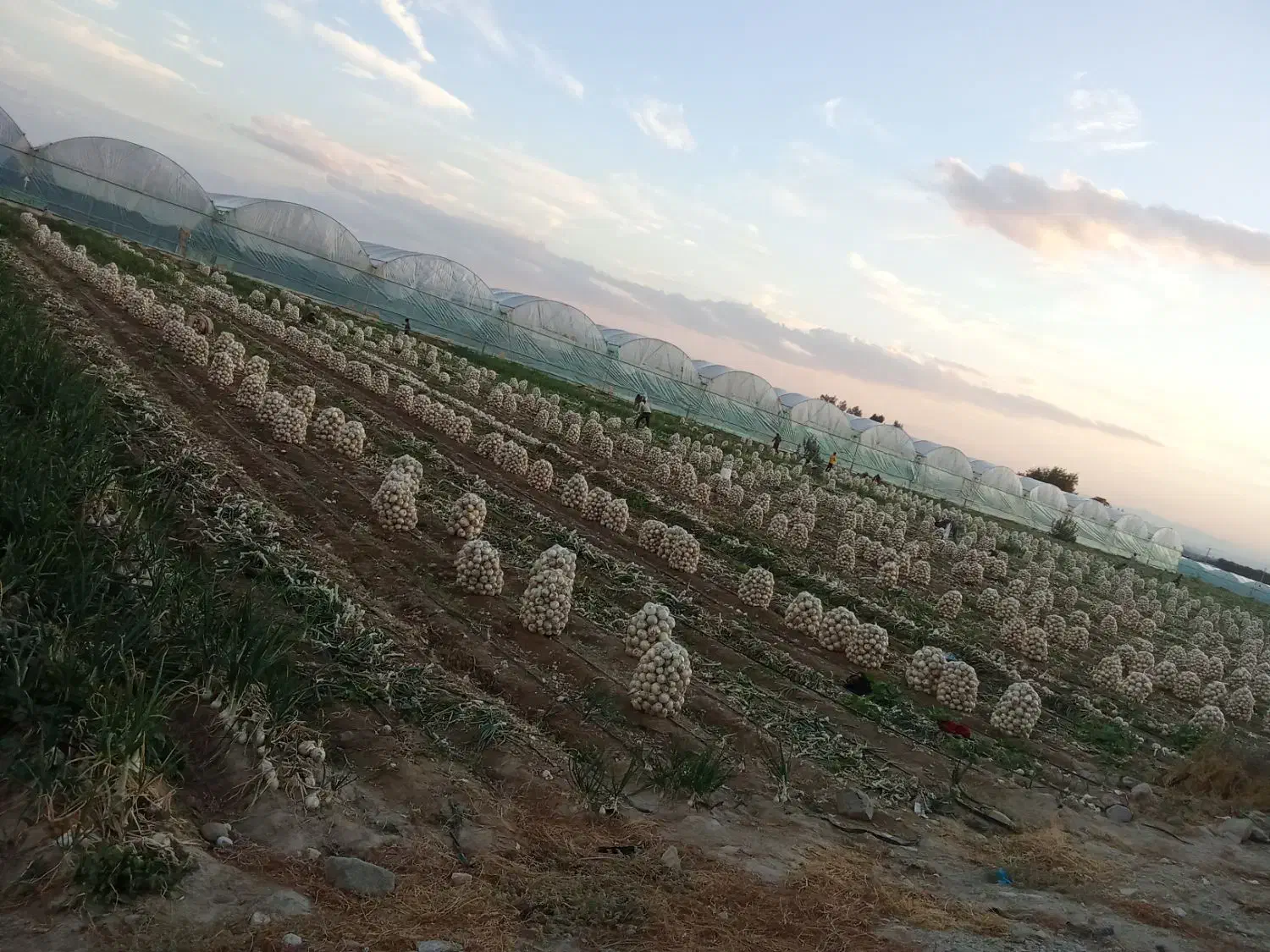 سرگروه کاریگری پیاز کنی تک 10چرخ ترلی خاور ودیگر|خدمات باغبانی و درختکاری|جیرفت, |دیوار