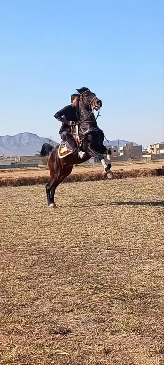 اسب|اسب و تجهیزات اسب‌سواری|مبارکه, |دیوار