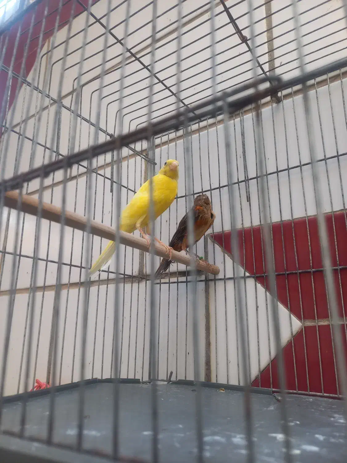 ماده قناری|پرنده|بندر ماهشهر, |دیوار