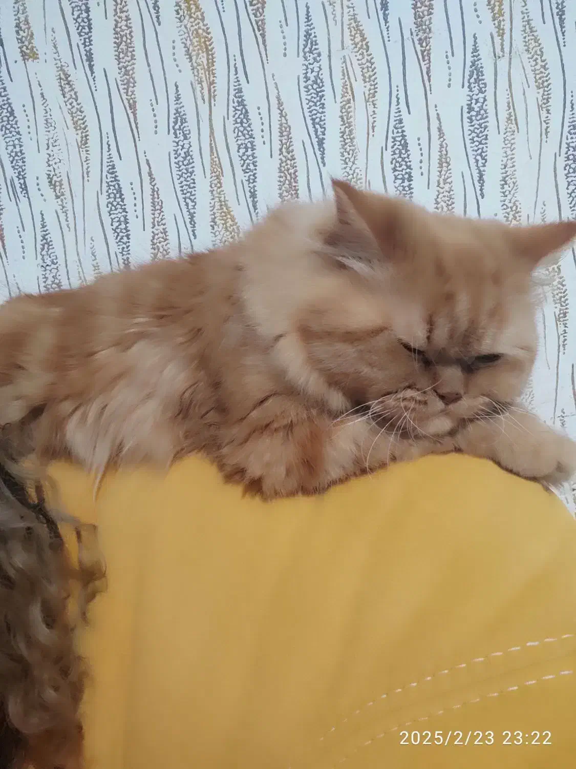 واگذاری گربه|گربه|اردبیل, |دیوار