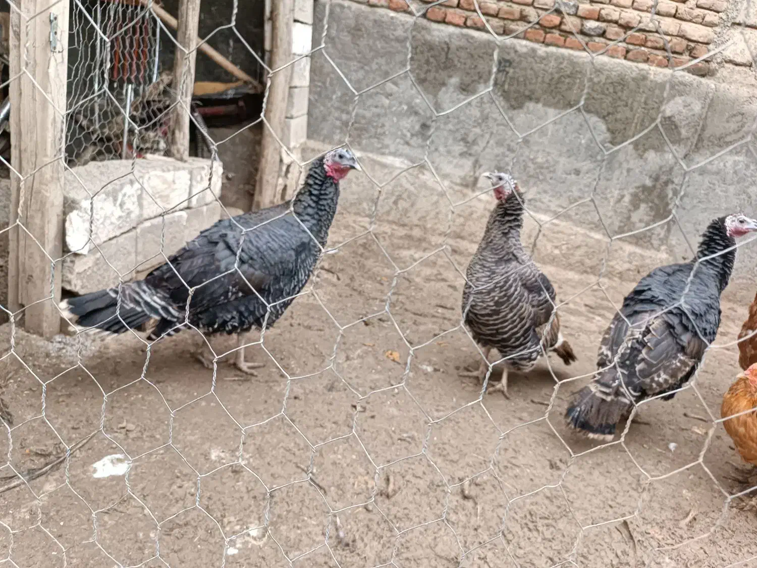 سه عدد بوقلمون ماده و یک عددمرغ اصل روستایی|حیوانات مزرعه|نقده, |دیوار