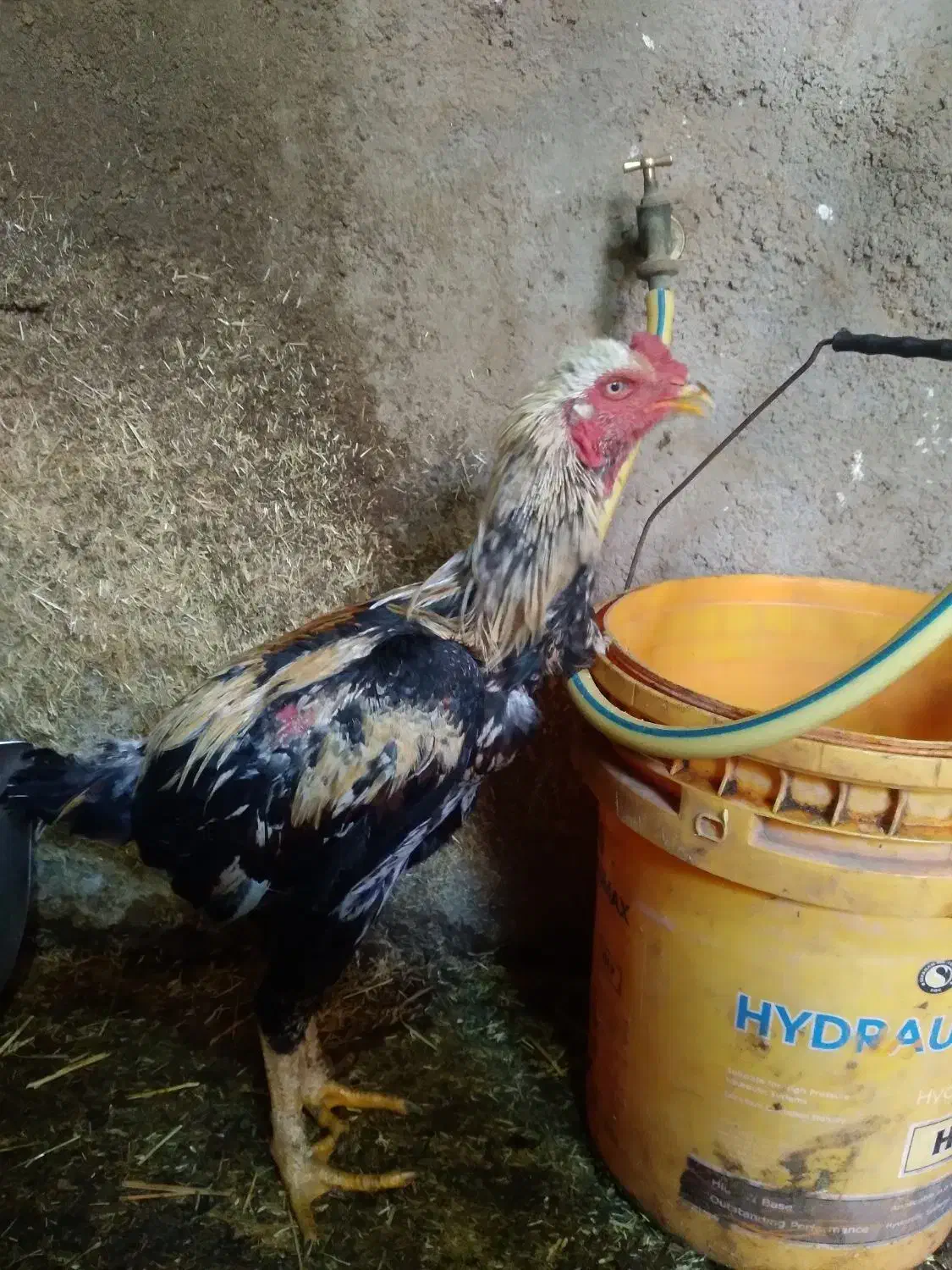 مرغ وخروس لاری اصل|حیوانات مزرعه|نیر (اردبیل), |دیوار