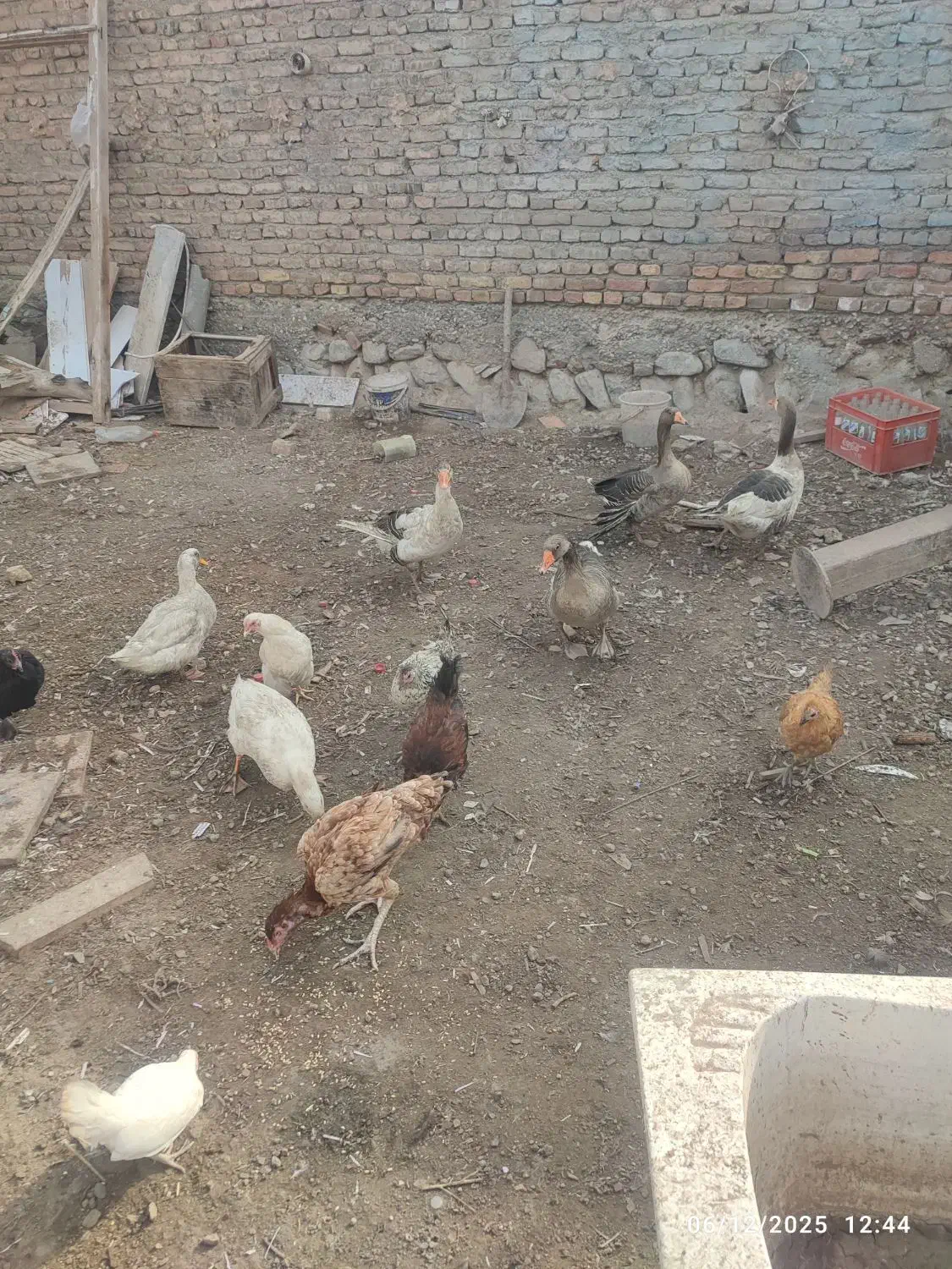 غاز و مرغ محلی|حیوانات مزرعه|جلفا, |دیوار