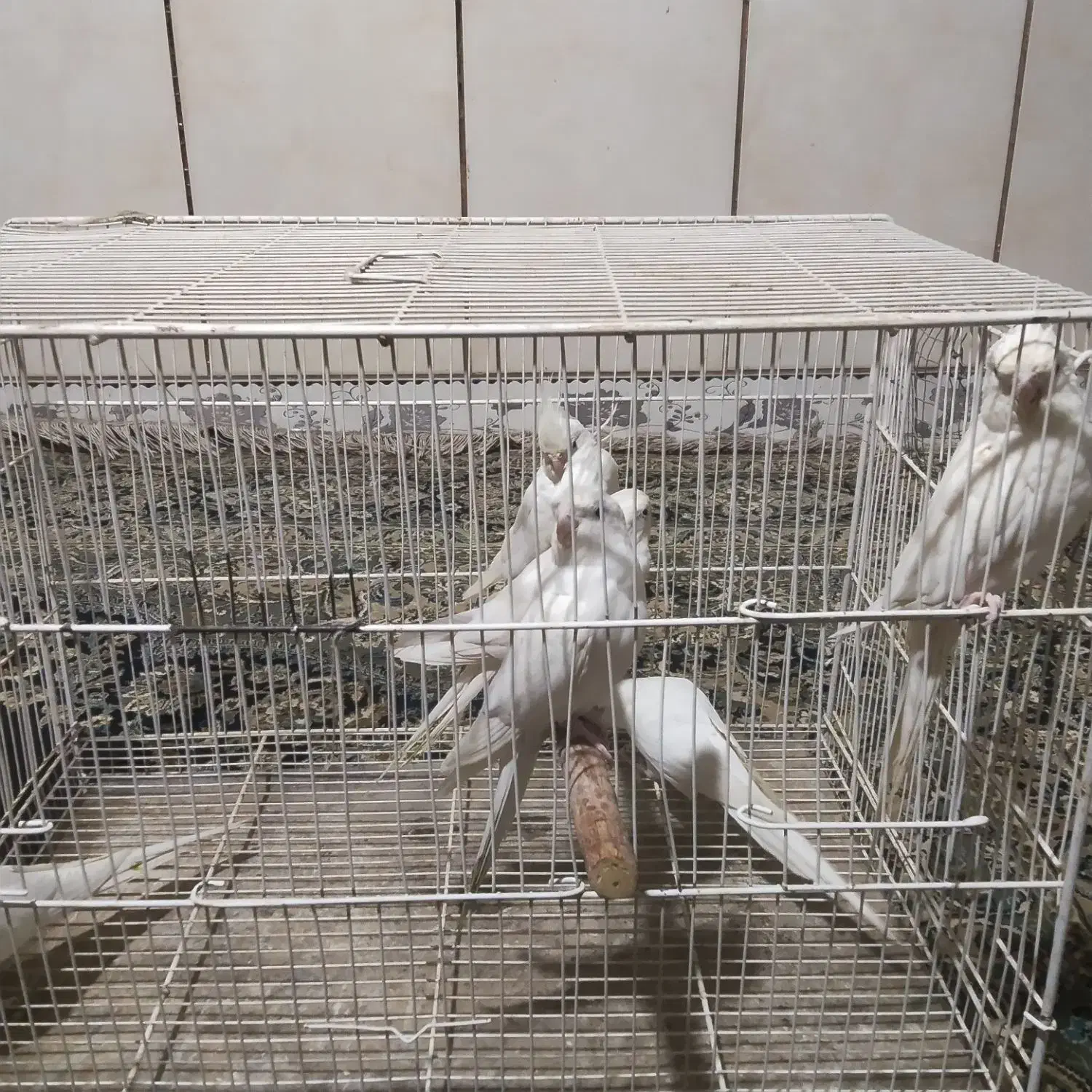 پنج جفت آلبینو بالغ|پرنده|بمپور, |دیوار