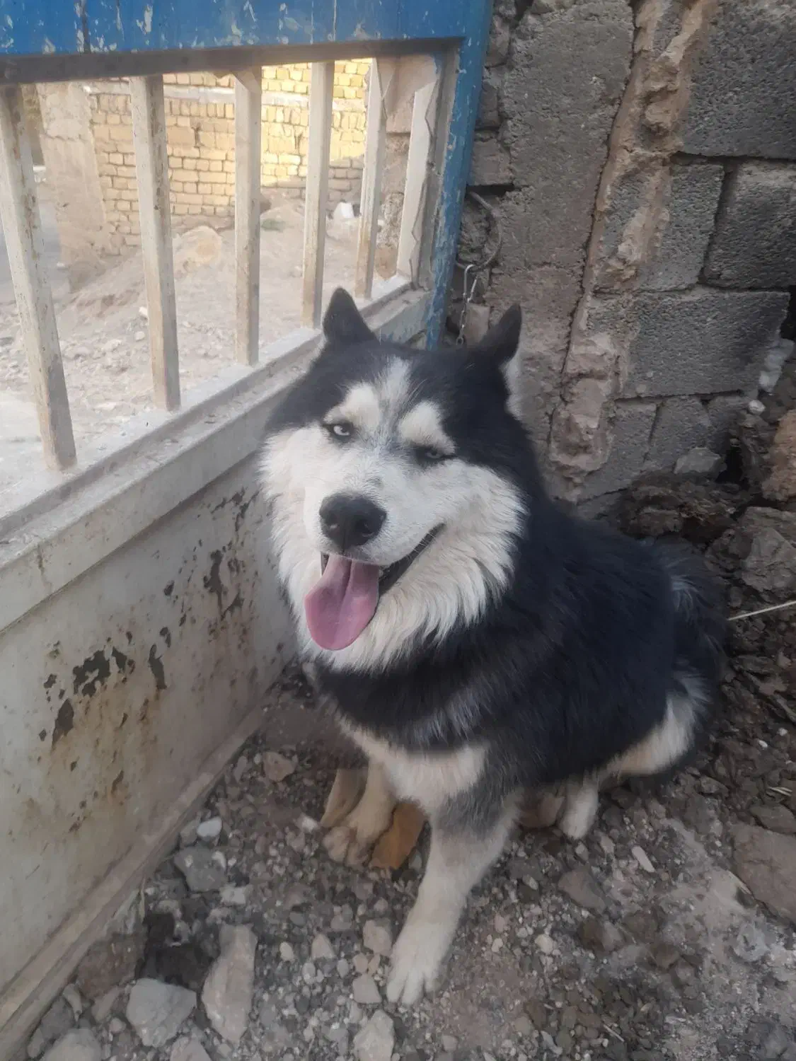 سگ هاسکی|سگ|زالیان, |دیوار