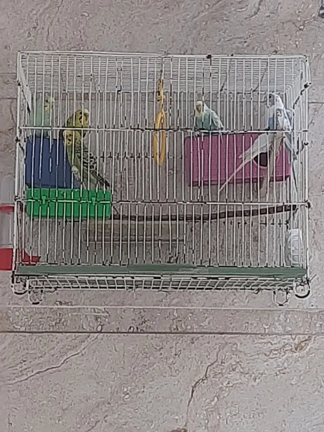 مرغ عشق سالم و بالغ و تخم گذار|پرنده|گنبد کاووس, |دیوار