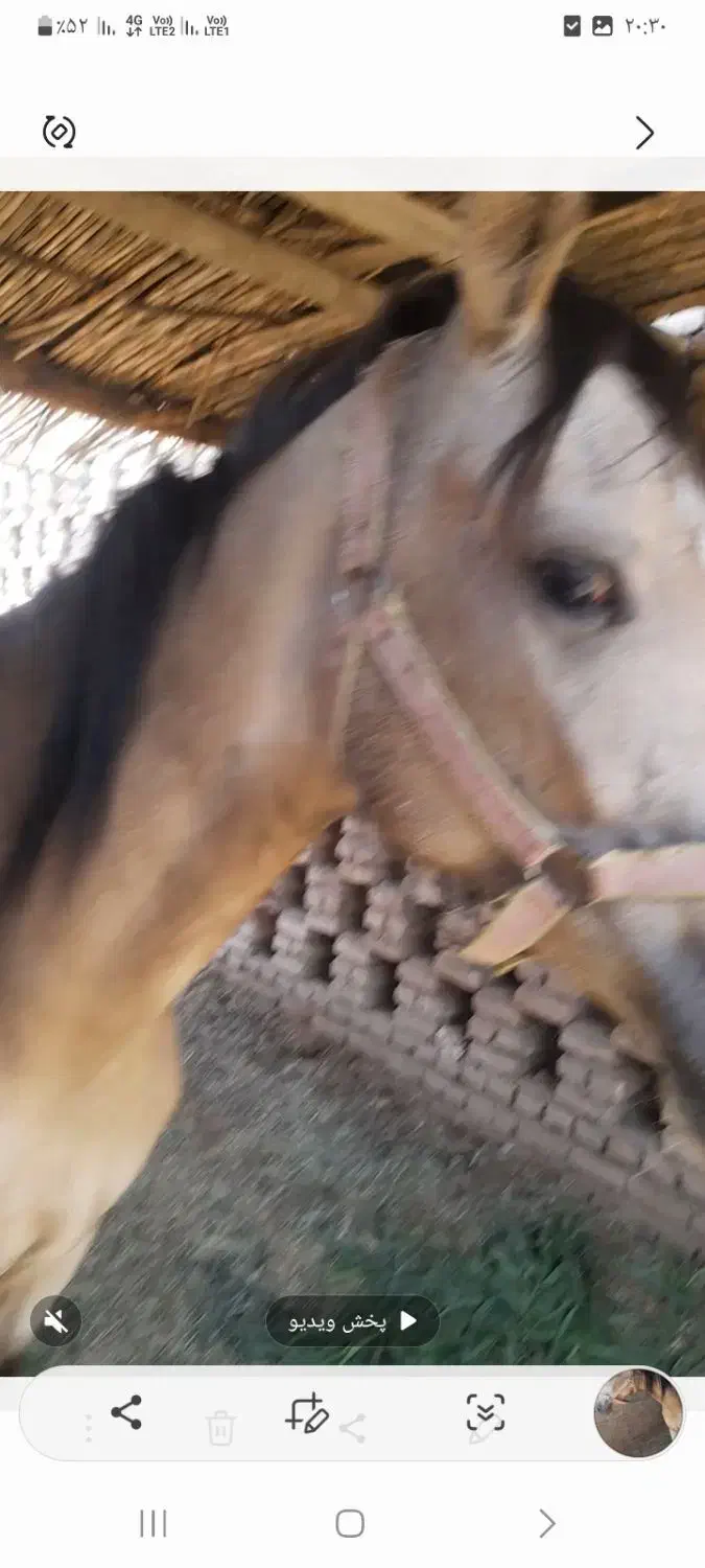 اسب ترکمن|اسب و تجهیزات اسبسواری|خلیل آباد, |دیوار