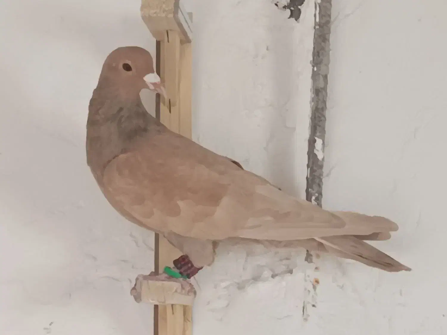 یال سرکه ای|پرنده|ارژن, |دیوار