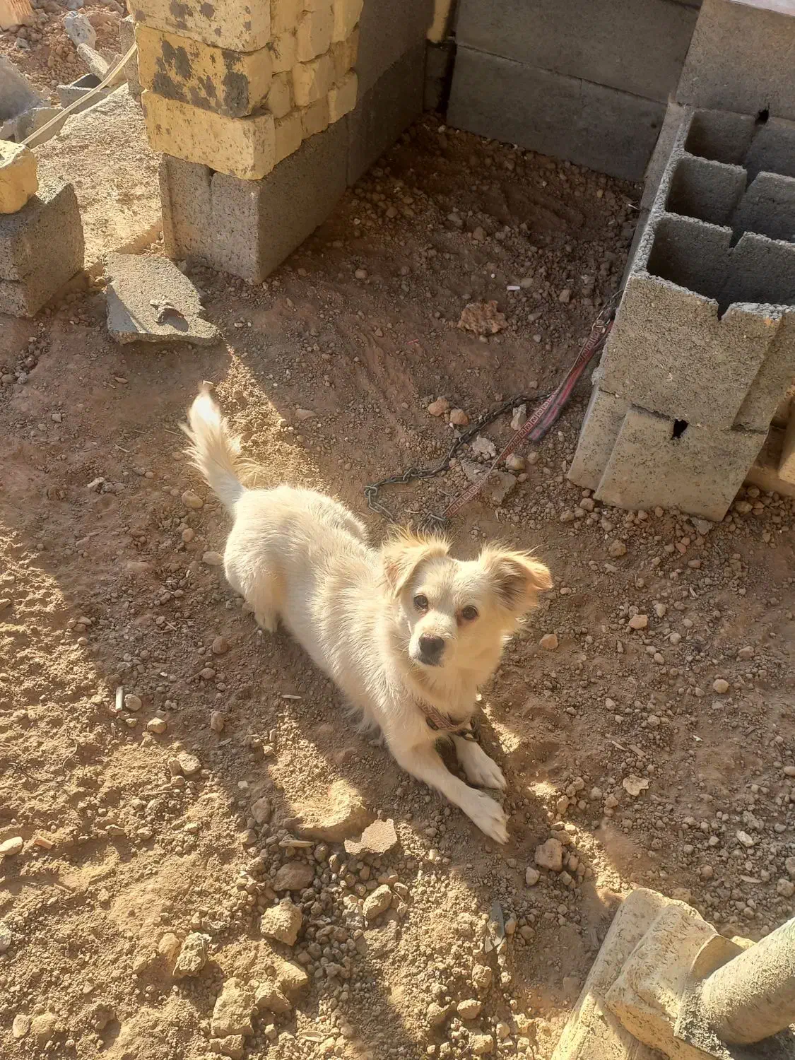 سگ اشپیتز ماده|سگ|خمینیشهر, |دیوار