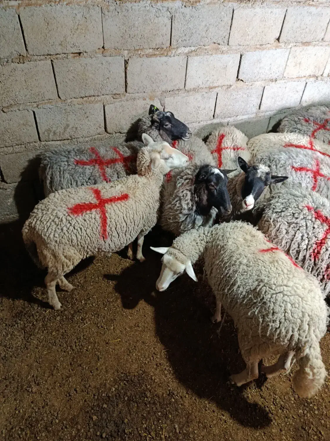 گوسفند رمانوف آبستن|حیوانات مزرعه|زرند, |دیوار