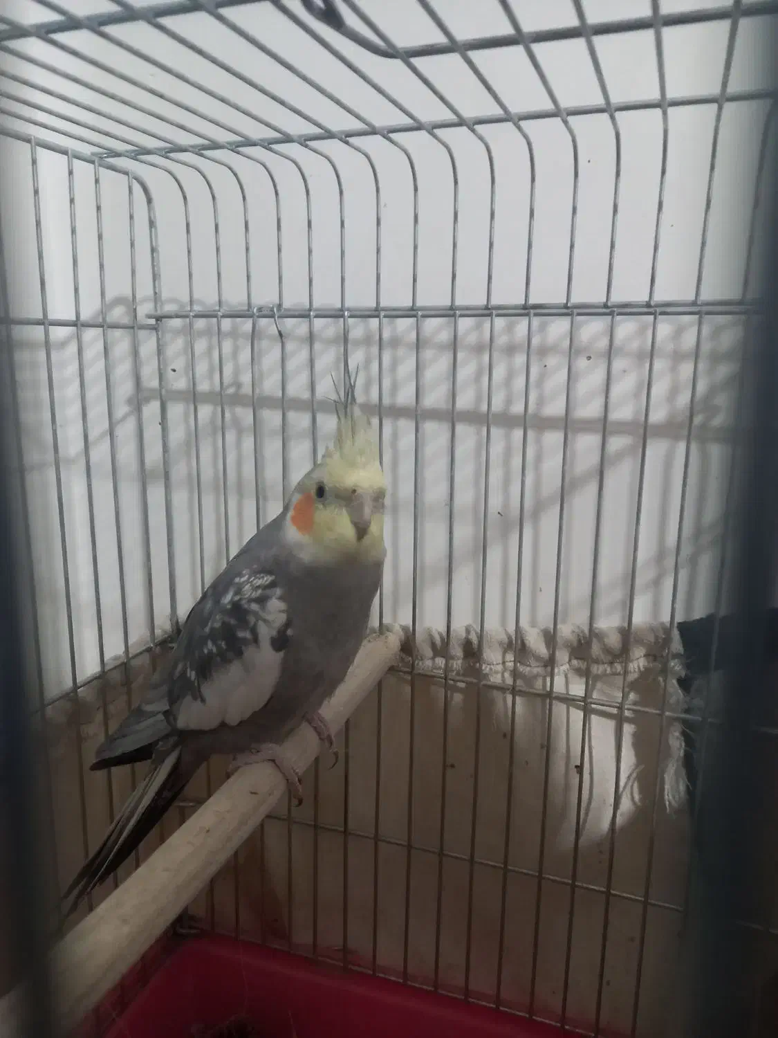 عروس هلندی|پرنده|پاکدشت, حصار امیر|دیوار