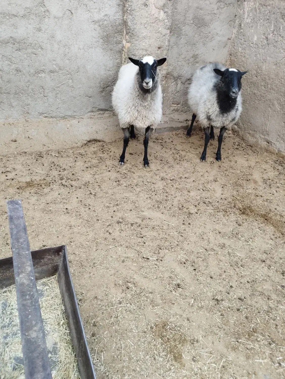 شیشک رومانف|حیوانات مزرعه|پاکدشت, پارچین|دیوار