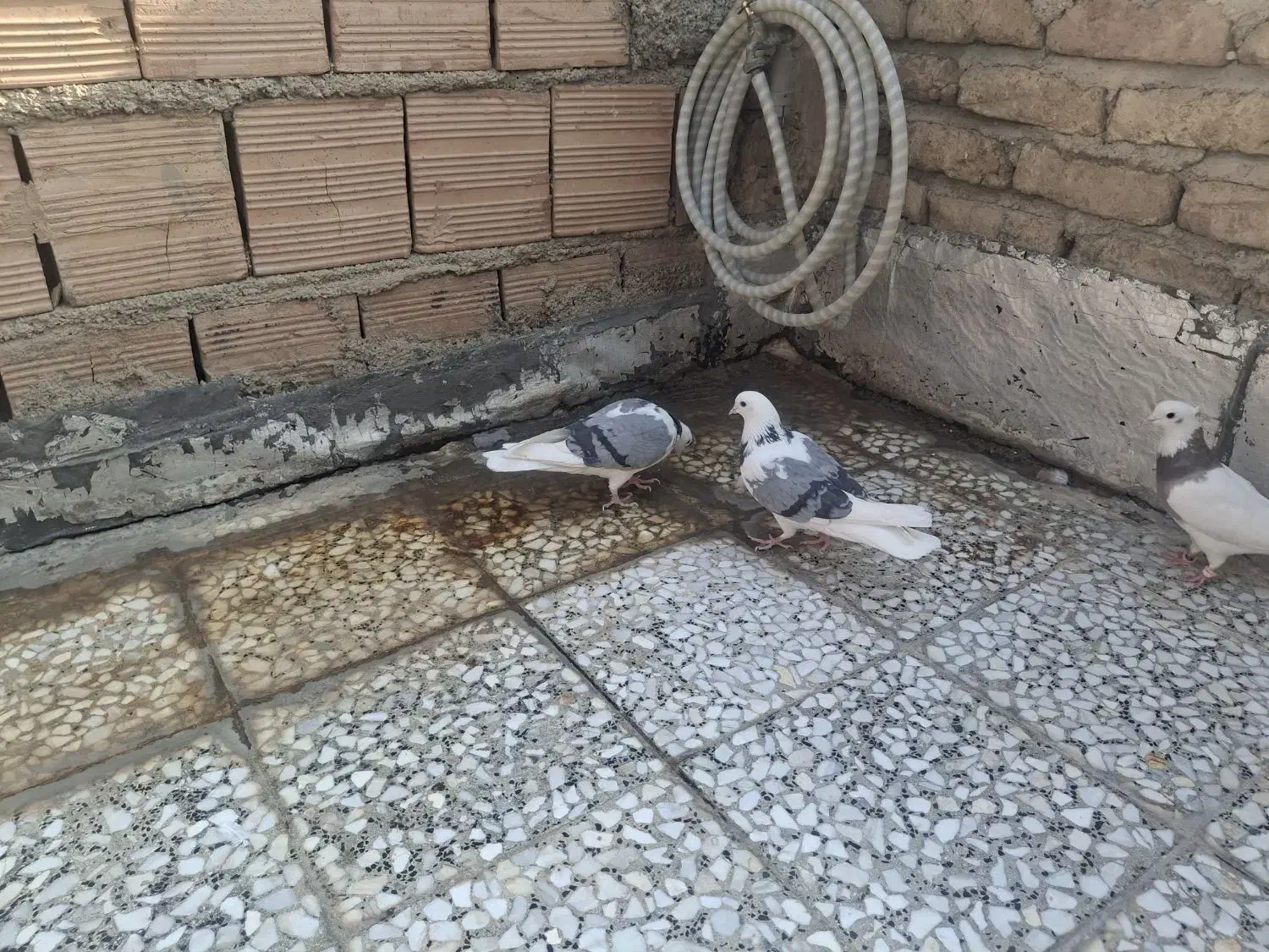 کبوتر کفتر|پرنده|شهریار, شهریار|دیوار