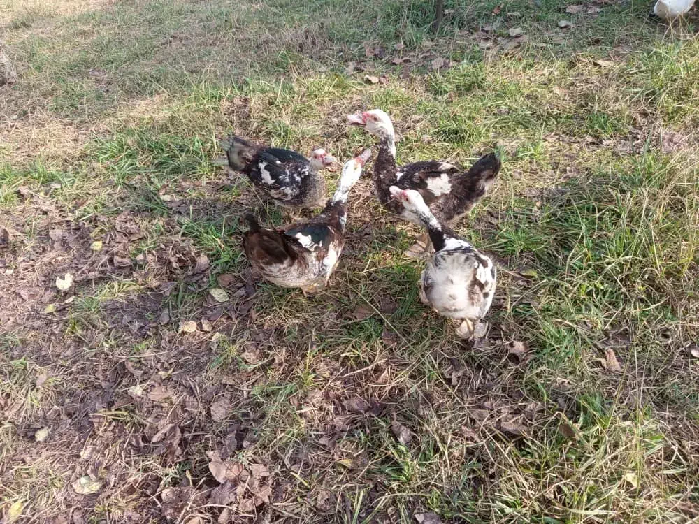 چهارعدد اردک اسراییلی فوری فوری|حیوانات مزرعه|رشت, پیرکلاچای|دیوار