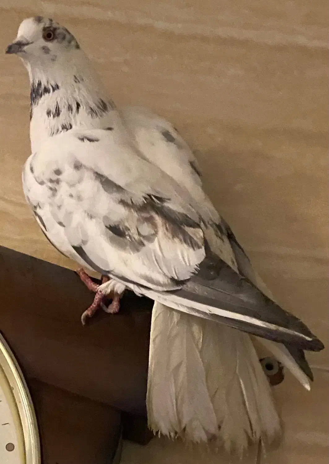 کفتر دم سفید ماده|حیوانات|زنجان, |دیوار