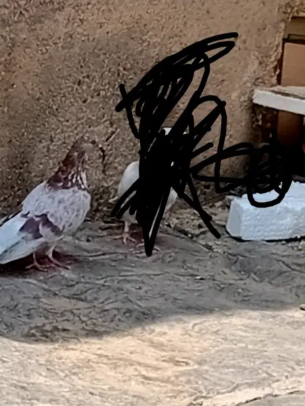 کفتر گمشد|حیوانات|بهار, |دیوار