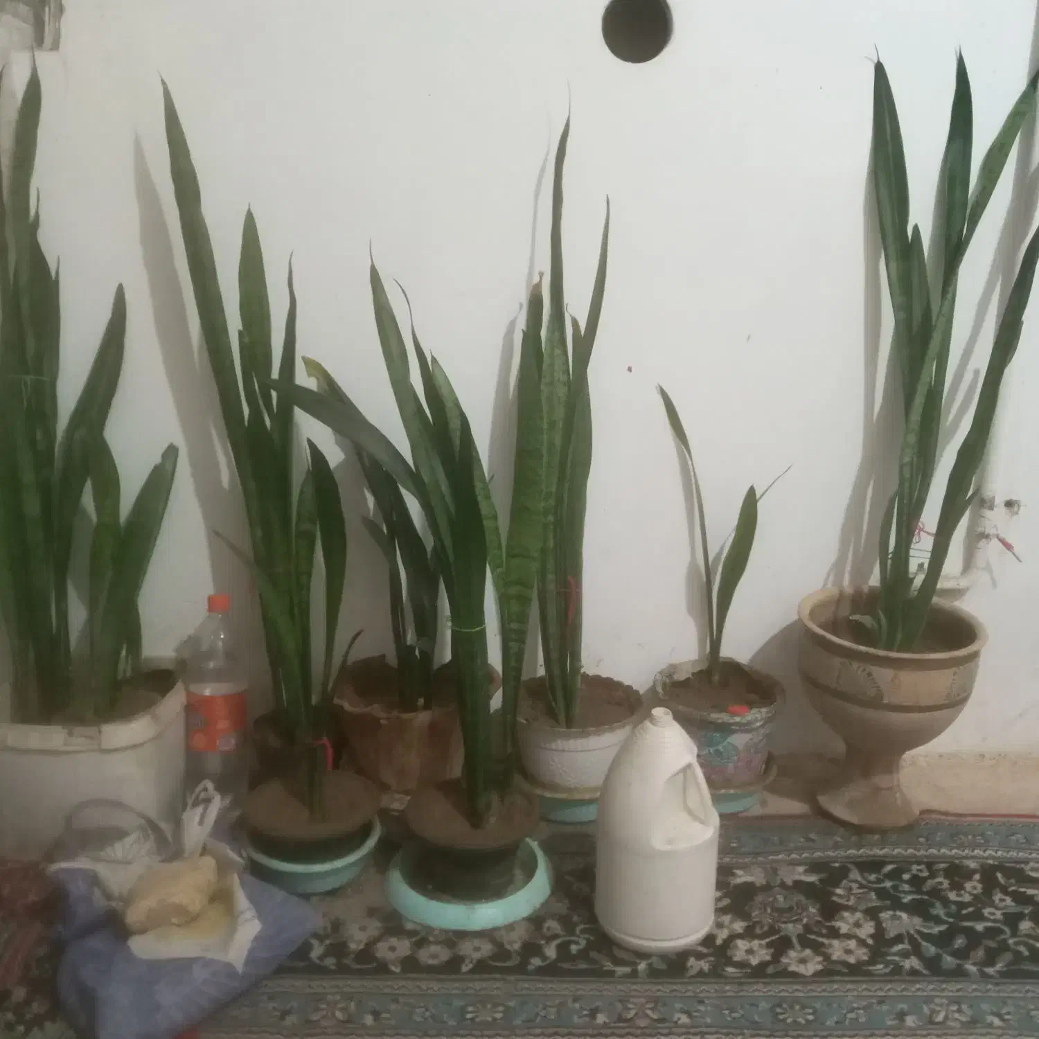 چند عدد گل فروش فوری ب علت جابجای|گل و گیاه طبیعی|ملایر, |دیوار