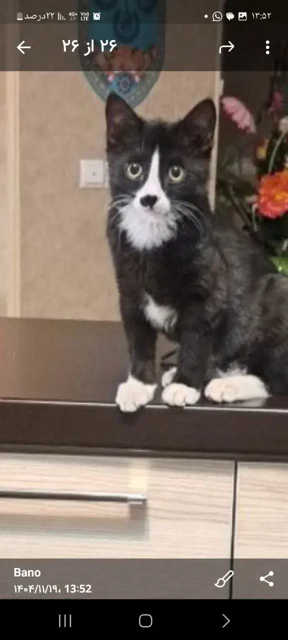 گمشده|حیوانات|تبریز, |دیوار