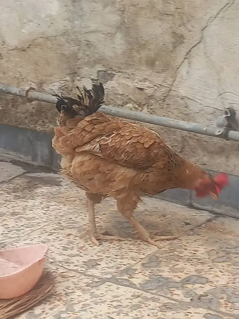 مرغ محلی|حیوانات مزرعه|اهواز, منبع اب|دیوار