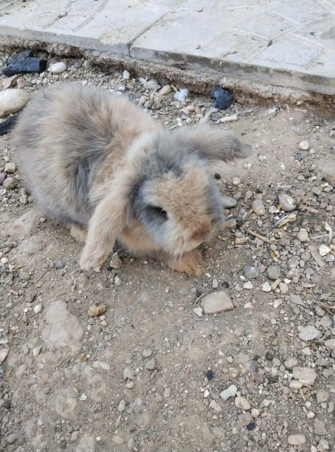 خرگوش لپ|موش و خرگوش|فسا, |دیوار