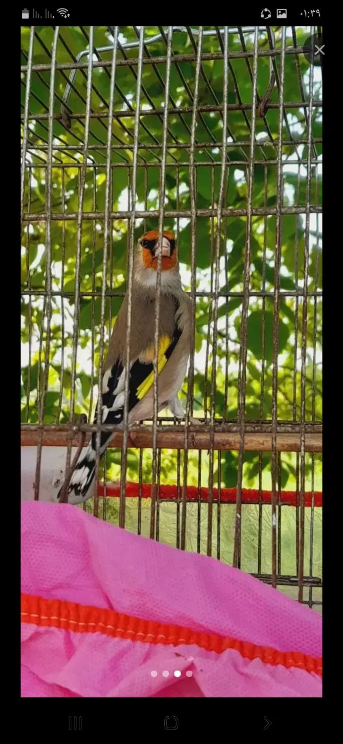 سهره|پرنده|برازجان, |دیوار