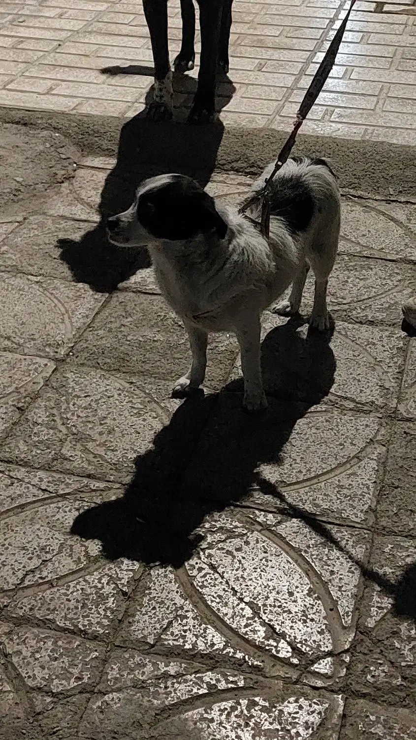 سگ اشپیتز خونگی|سگ|رباط‌کریم, کیکاور|دیوار