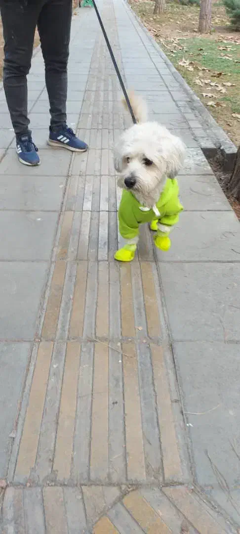 گم شده|سگ|تهران, سازمان آب|دیوار