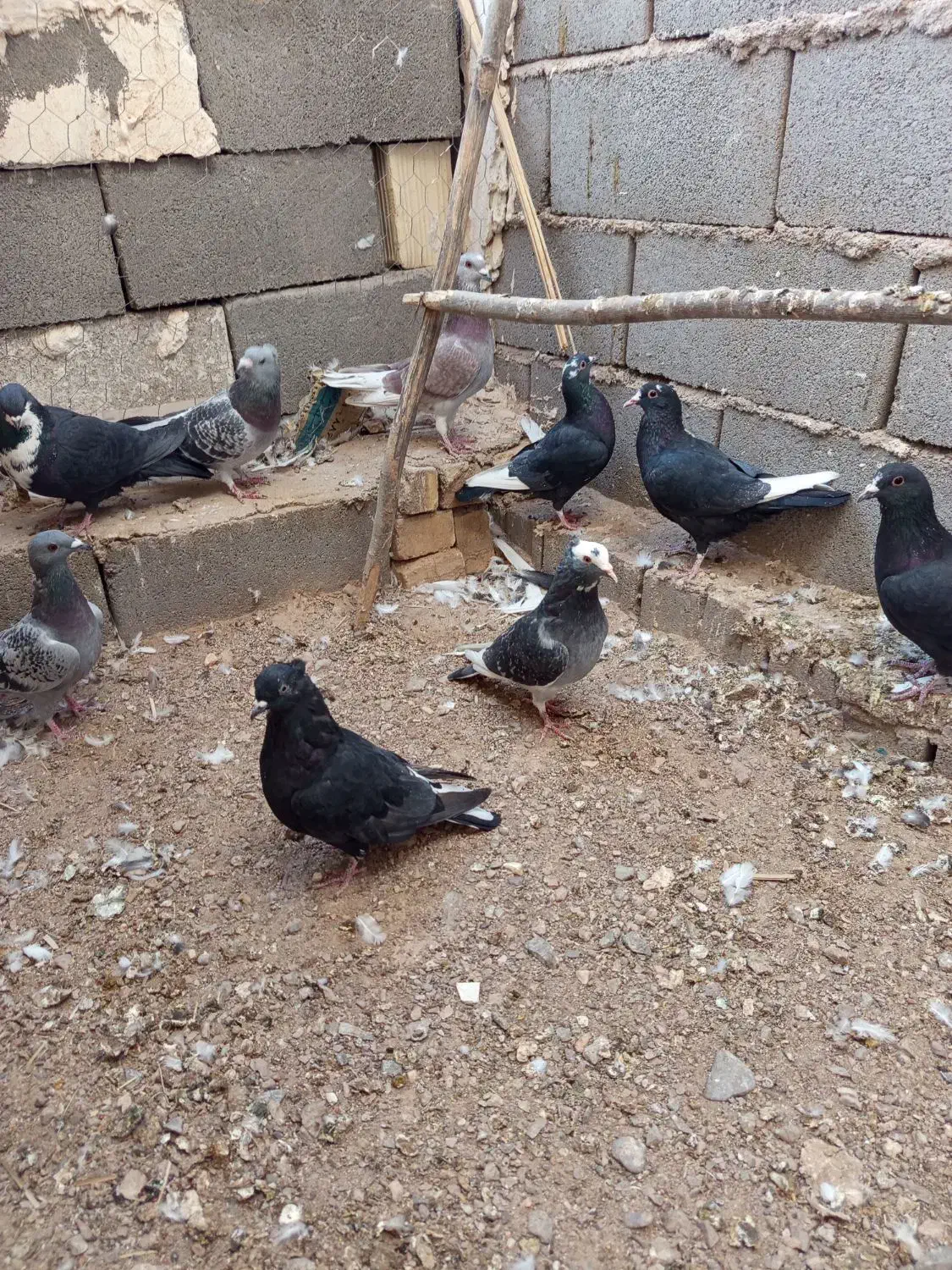 ۹تا کفتر پروندنی|پرنده|بهرمان, |دیوار