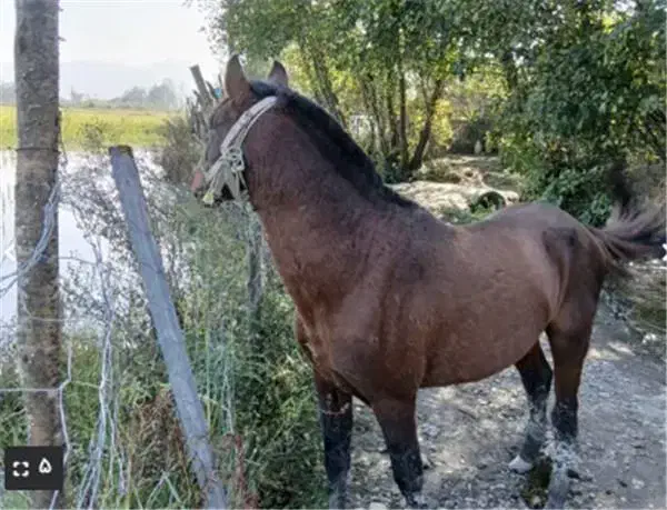 اسب باری سقز بانه آرمرده|اسب و تجهیزات اسب‌سواری|سقز, |دیوار