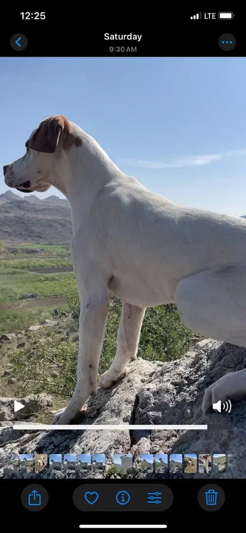 پوینتر انگلیسی|سگ|رشت, استادسرا|دیوار