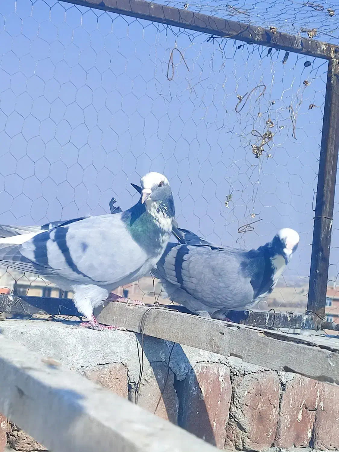 فروشی ۳عدد کبوتر شکار|پرنده|بناب, |دیوار