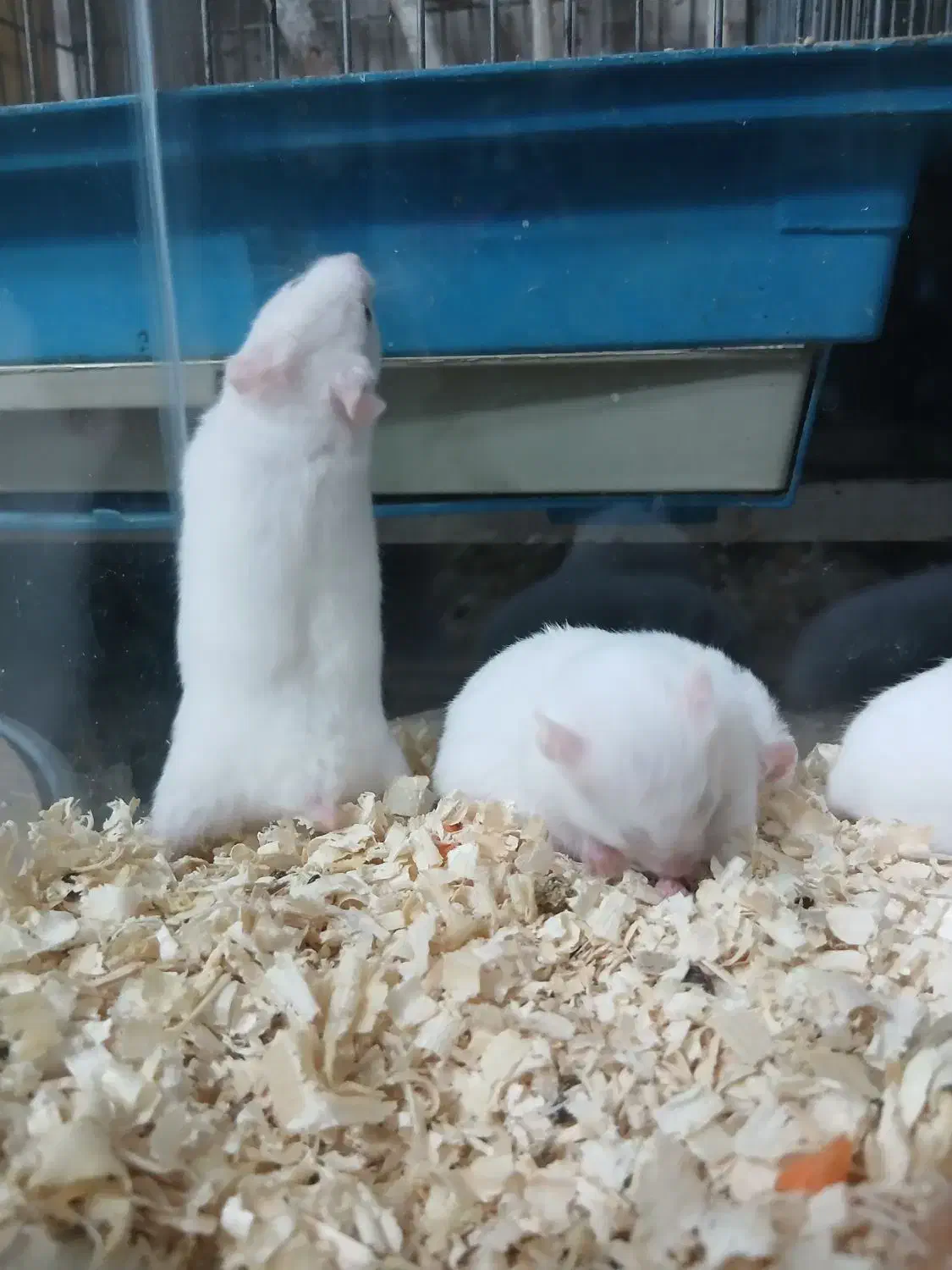 همستر های خوش رنگ|موش و خرگوش|کرج, کرج نو|دیوار