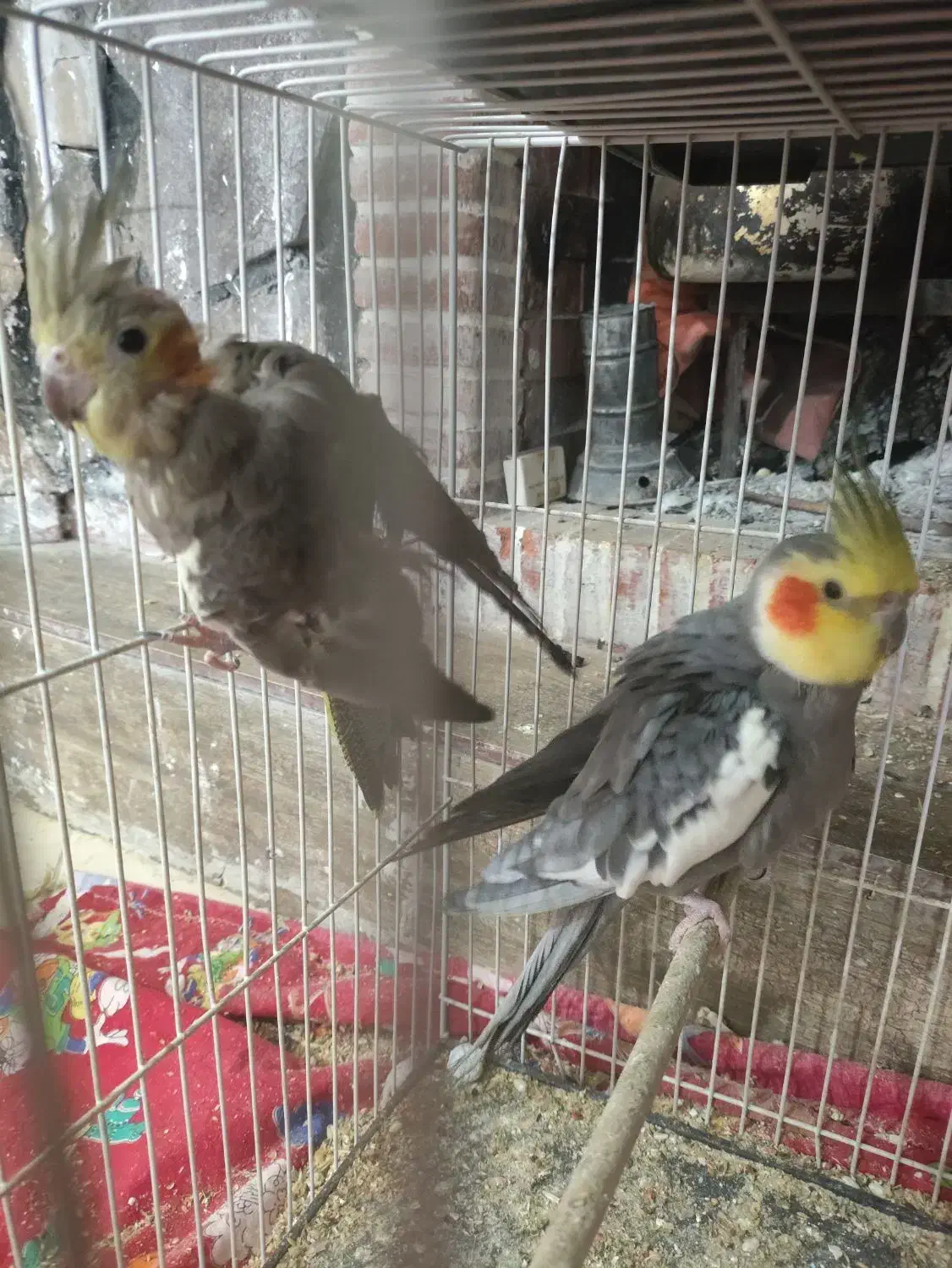 جفت عروس هلندی|پرنده|زرند, |دیوار