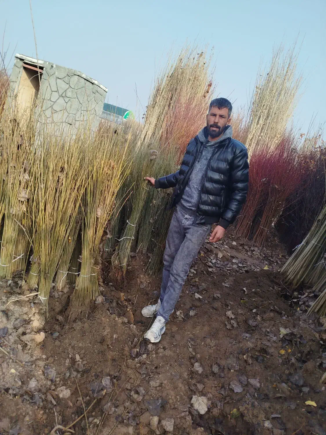 ریشه پسته|گل و گیاه طبیعی|رودبار, |دیوار