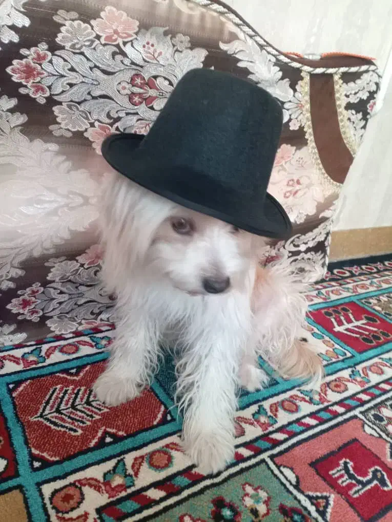 سگ فانتزی|سگ|مرودشت, ابوذر جنوبی|دیوار