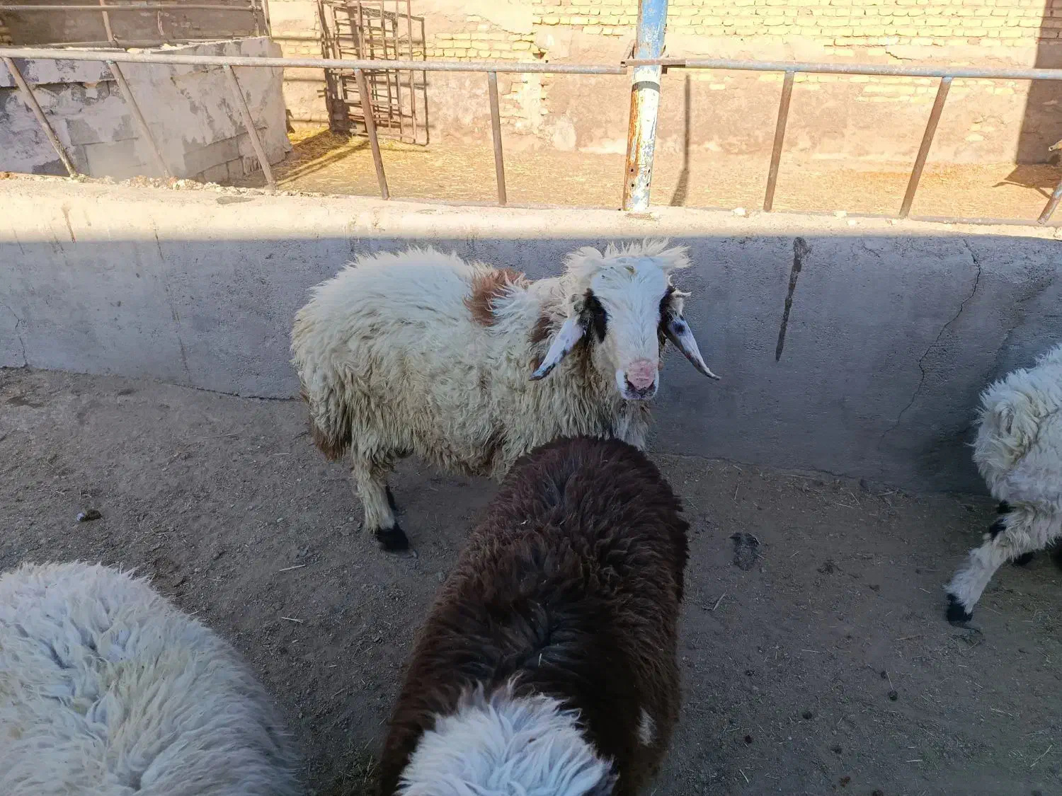 بره نر و ماده|حیوانات مزرعه|مرودشت, محمد آباد|دیوار