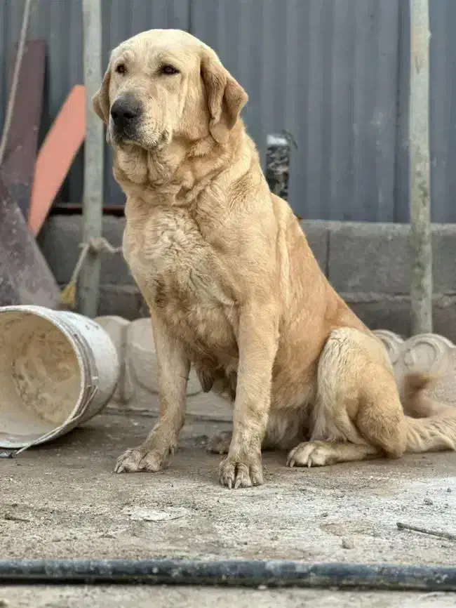 سگ ماده پژدر کردستان واگذاری|سگ|کیاشهر, |دیوار