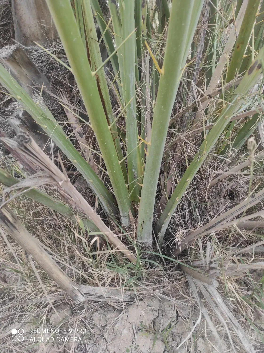 دمیت|گل و گیاه طبیعی|سعدآباد, |دیوار