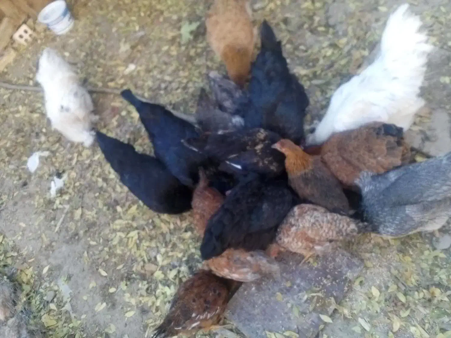 مرغ وجوجه|حیوانات مزرعه|فلاورجان, |دیوار