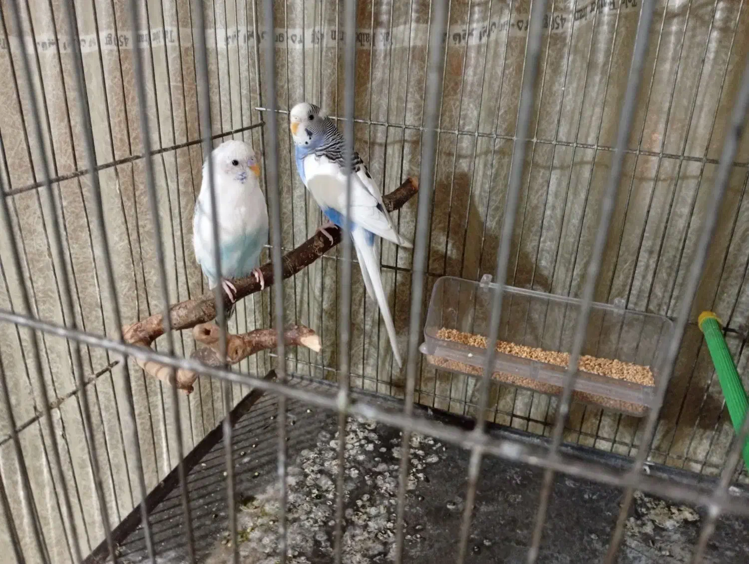 یک جفت مرغ عشق نر دستی|پرنده|ری, شهادت|دیوار