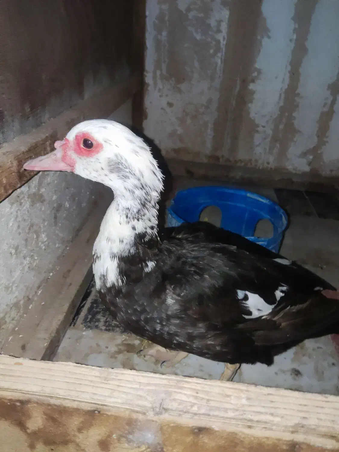 اردک روسی ماده|حیوانات مزرعه|زهک, |دیوار