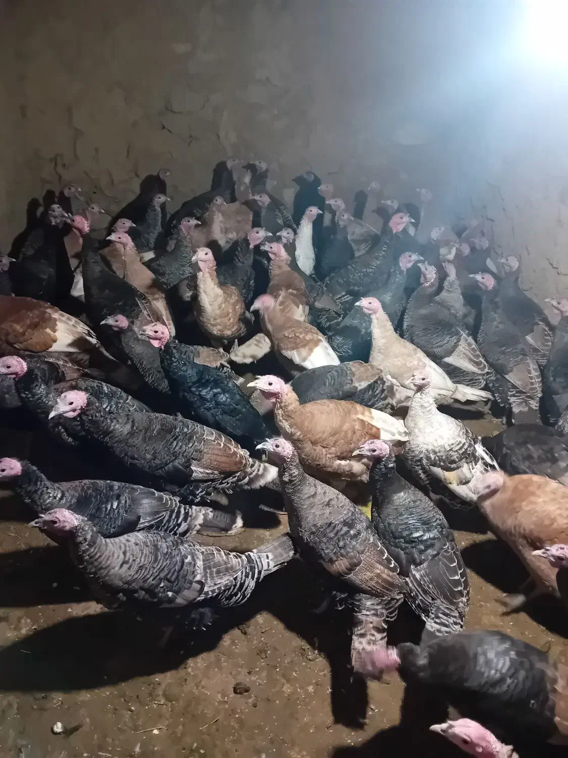 حیوانات بوقلمون اصل|حیوانات مزرعه|دره رود, |دیوار