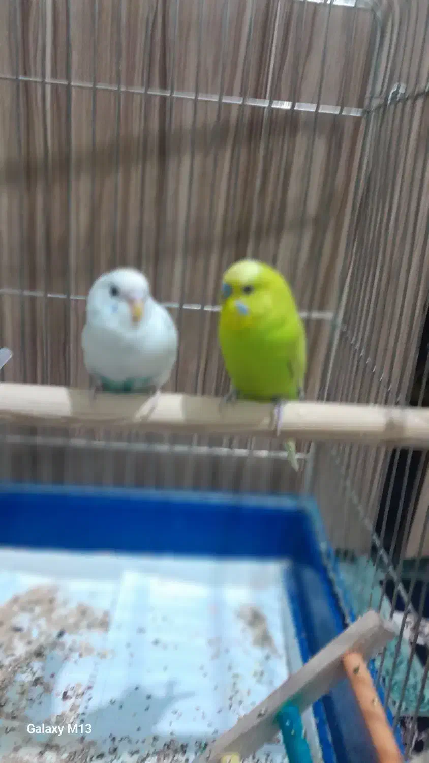 دو عدد مرغ عشق نرو ماده سبزه|پرنده|اسلامشهر, مسکن مهر اسلاشهر (شهرک امام خمینی)|دیوار