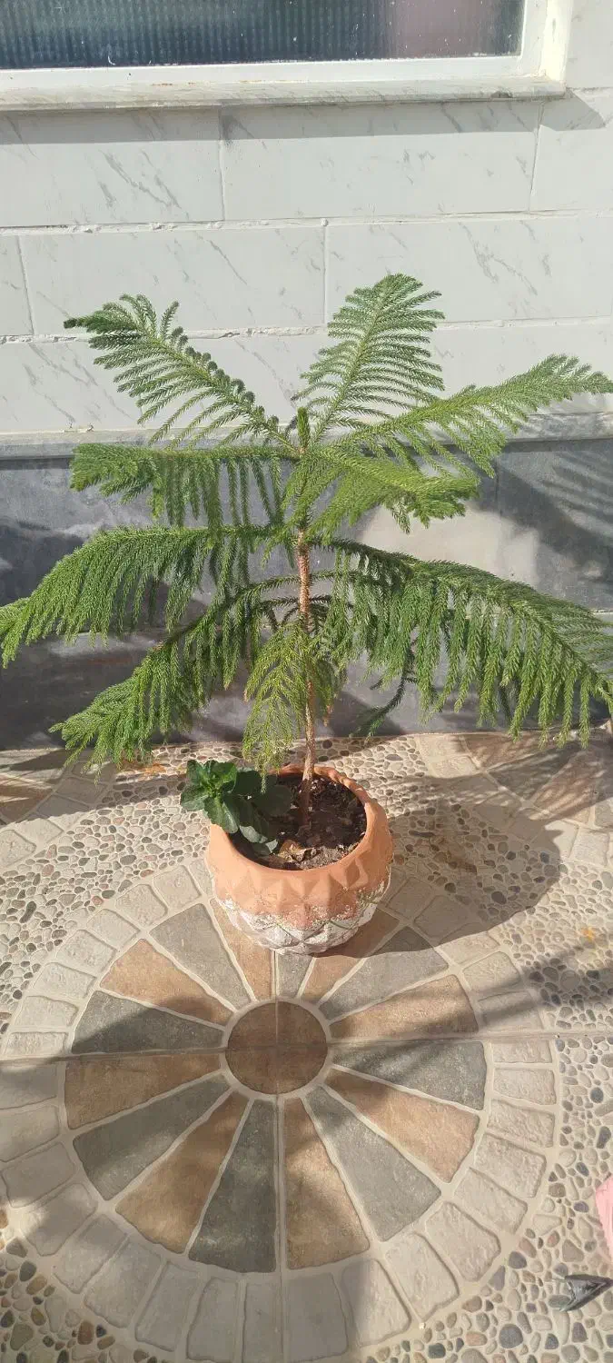 گل کاج مطبق|گل و گیاه طبیعی|مرند, |دیوار