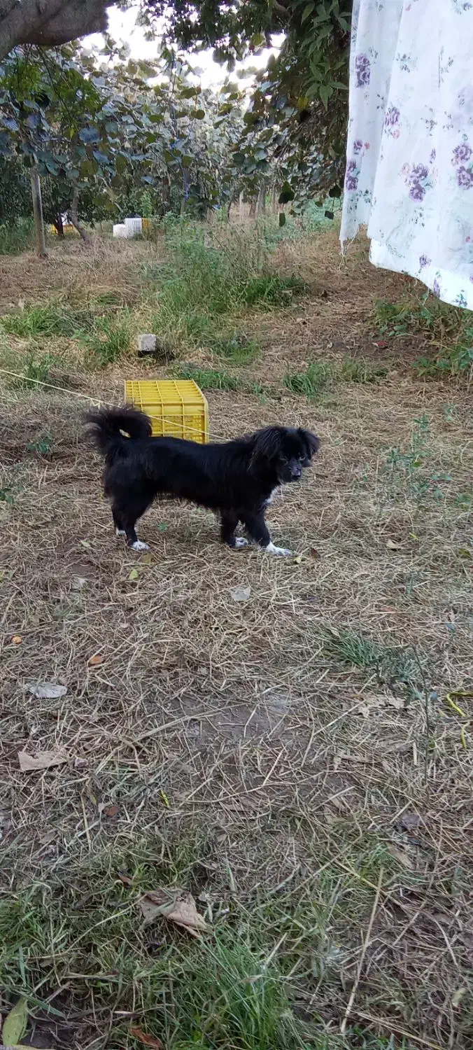 سگ خانگی|سگ|سلمانشهر, |دیوار