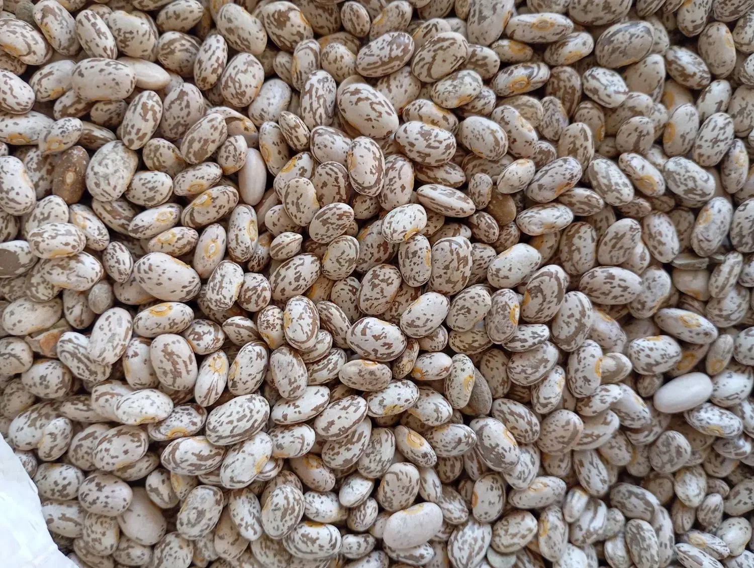 لوبیا چیتی|عمده‌فروشی|معمولان, |دیوار